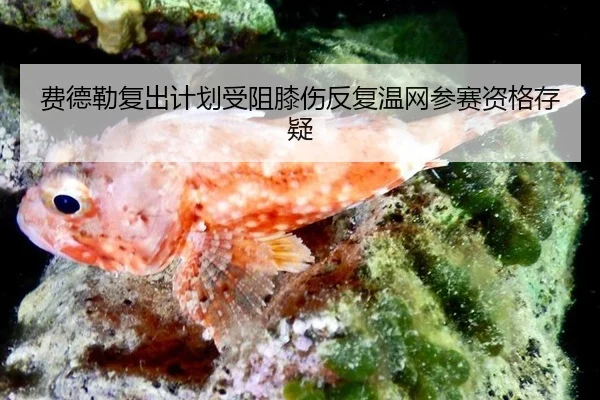 费德勒复出计划受阻膝伤反复温网参赛资格存疑